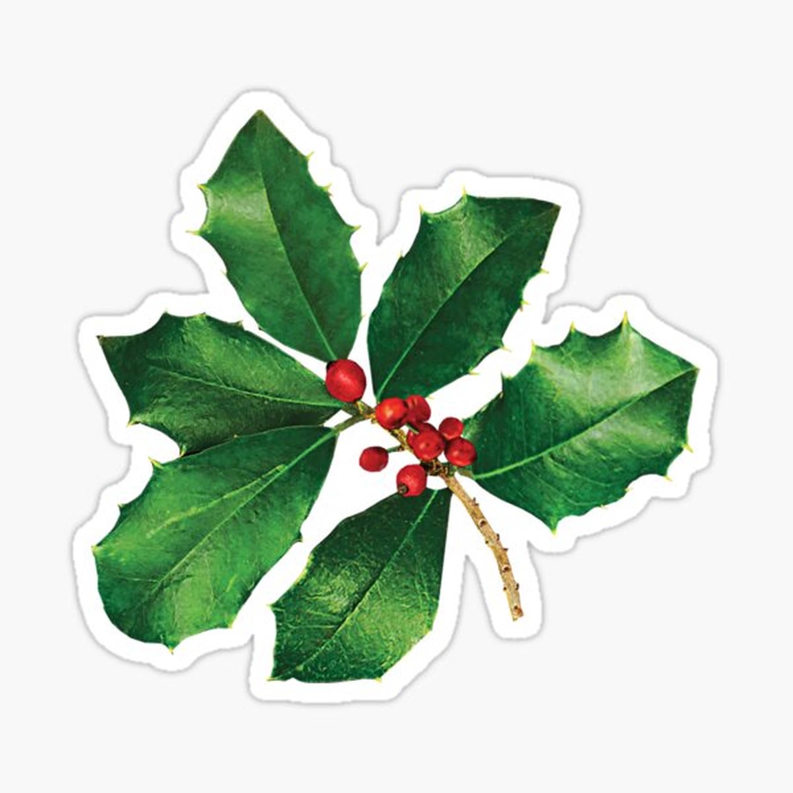 Holly Branch