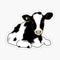 Holstein Heifer