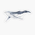 Humpback whale baby