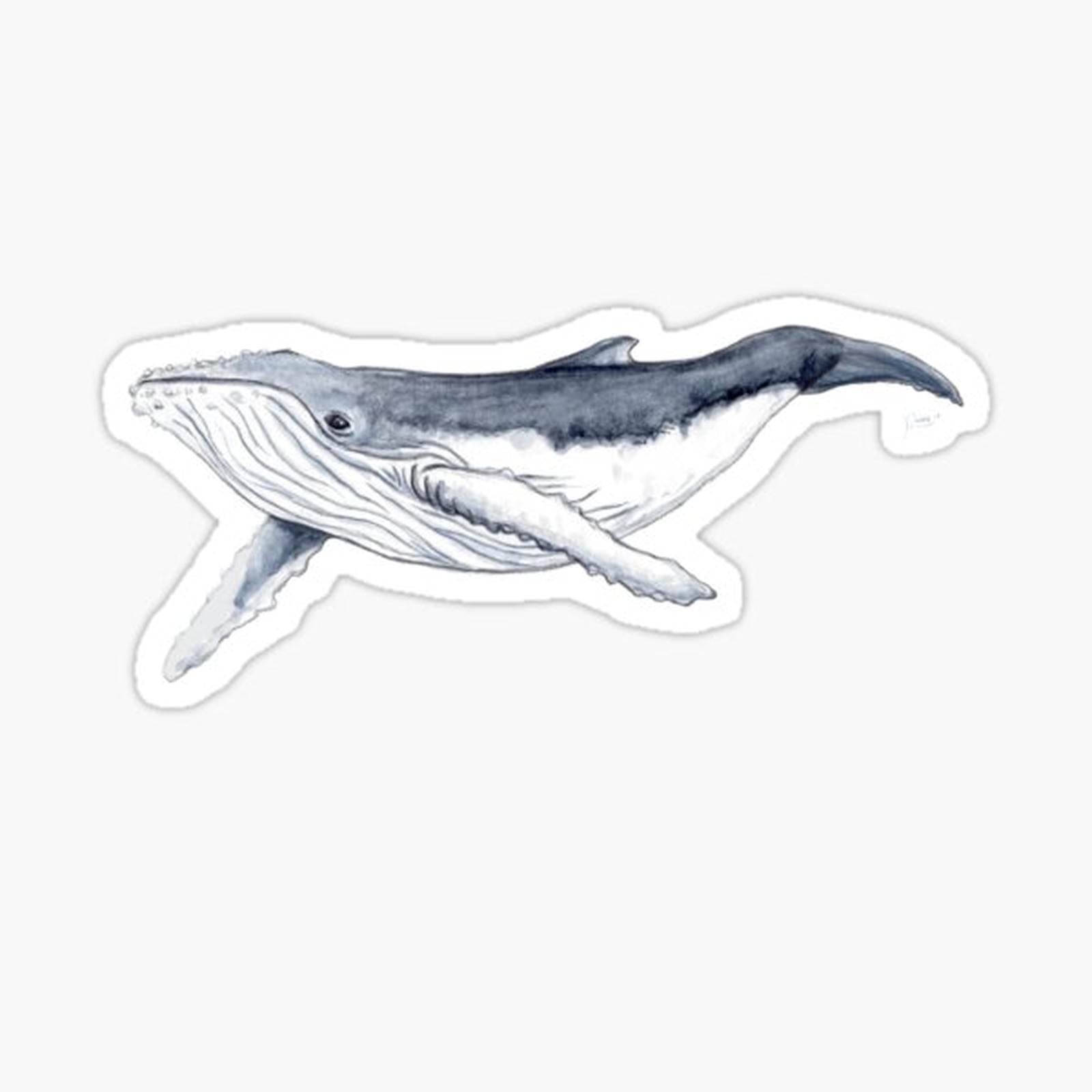 Humpback whale baby