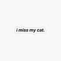 I Miss My Cat