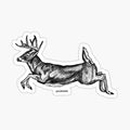 Jumping Buck