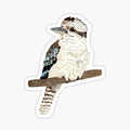 kookaburra