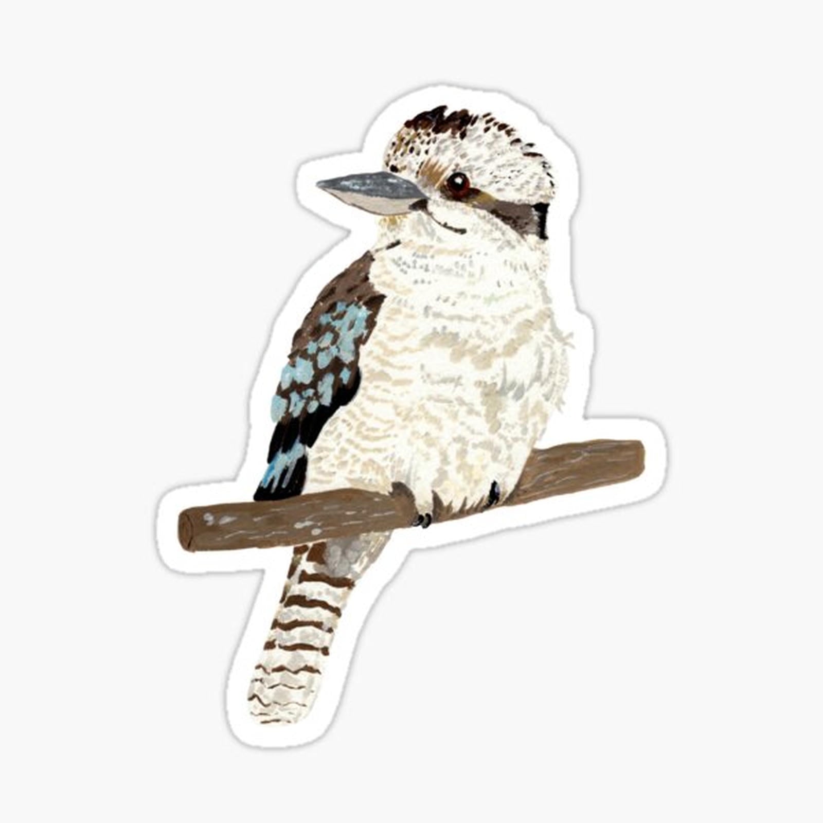kookaburra
