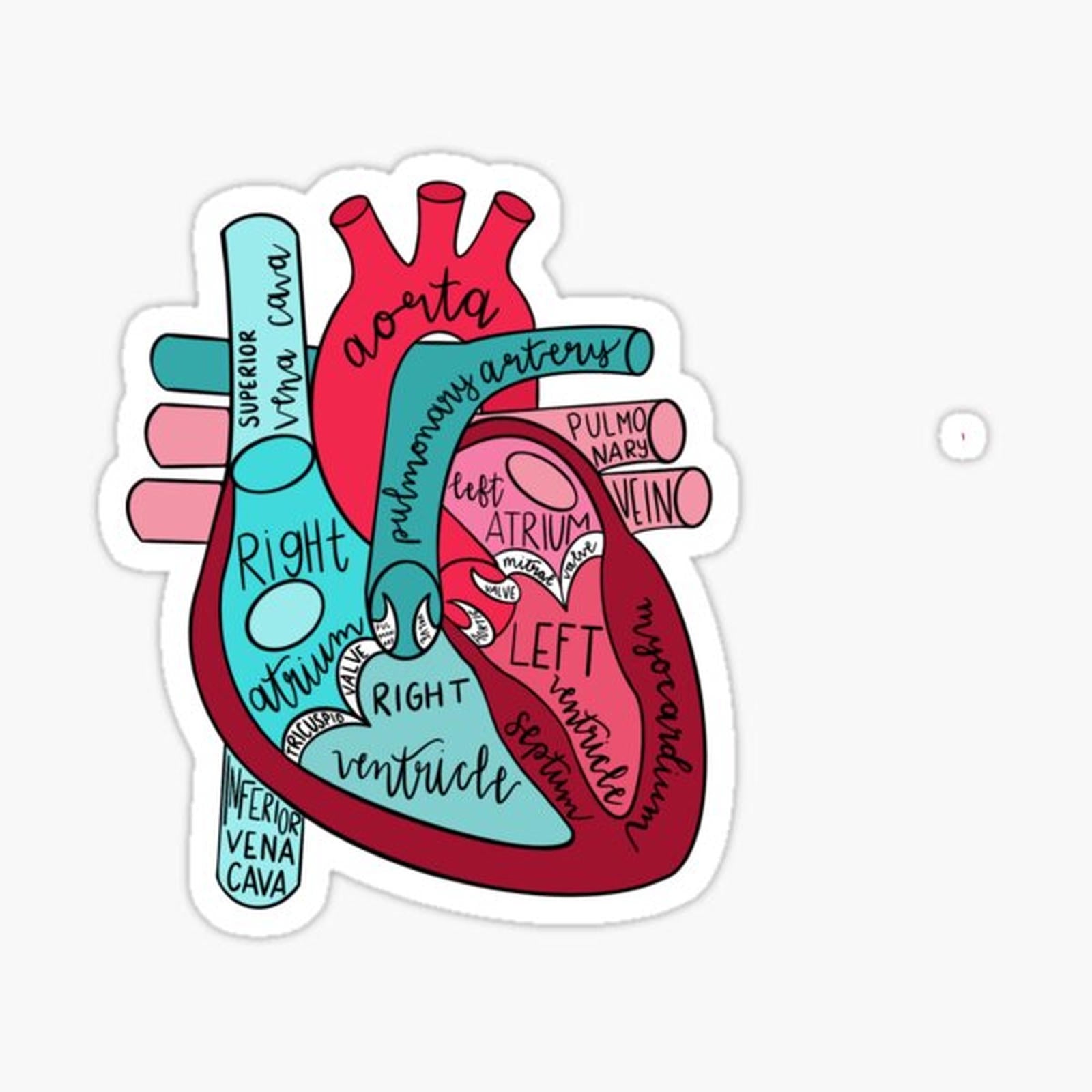 Labeled Anatomical Heart
