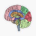 labeled brain