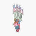 Labeled Foot Anatomy