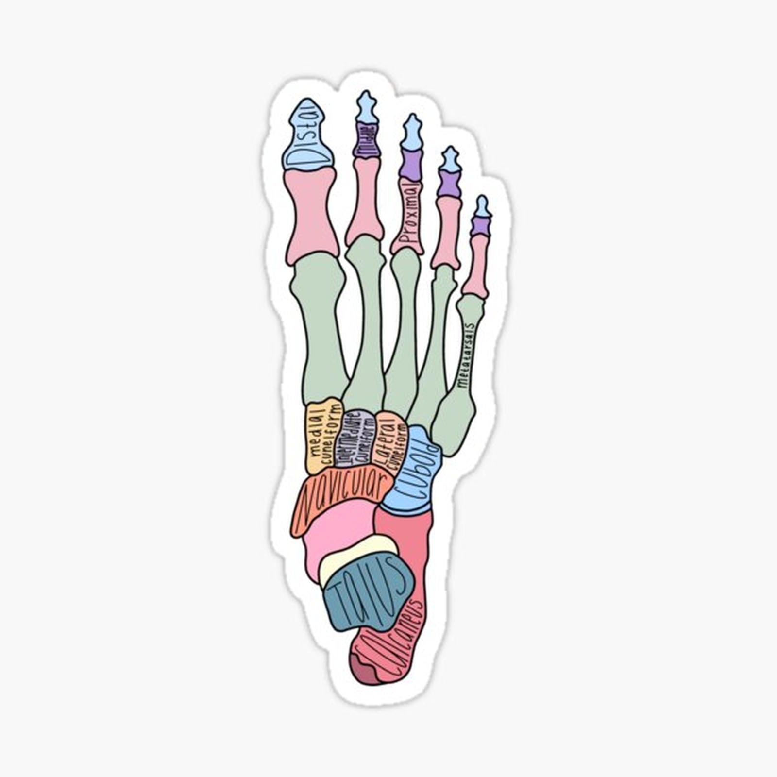 Labeled Foot Anatomy