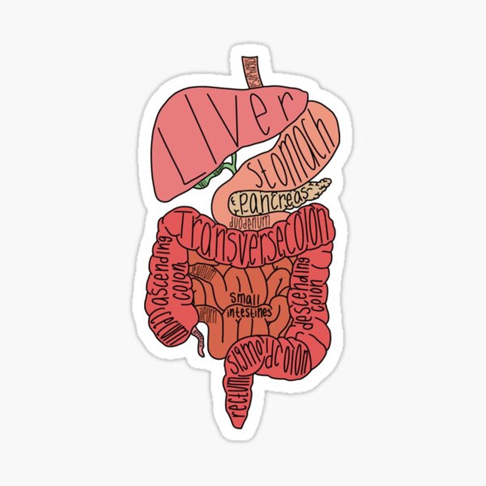 Labeled Intestine Anatomy