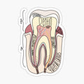 Labeled Tooth Anatomy