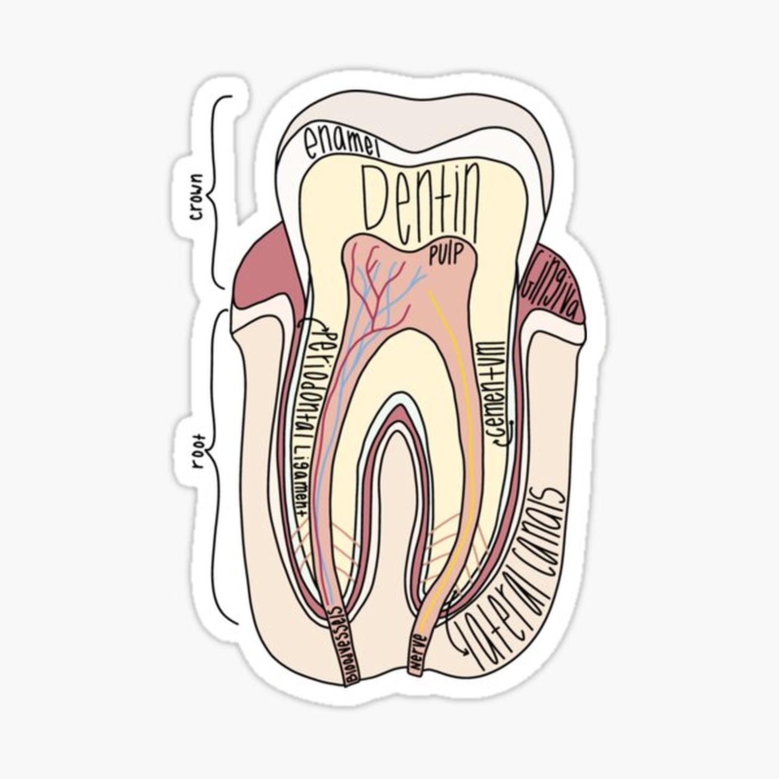 Labeled Tooth Anatomy