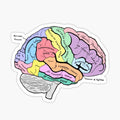 Labelled pastel brain anatomy sketch