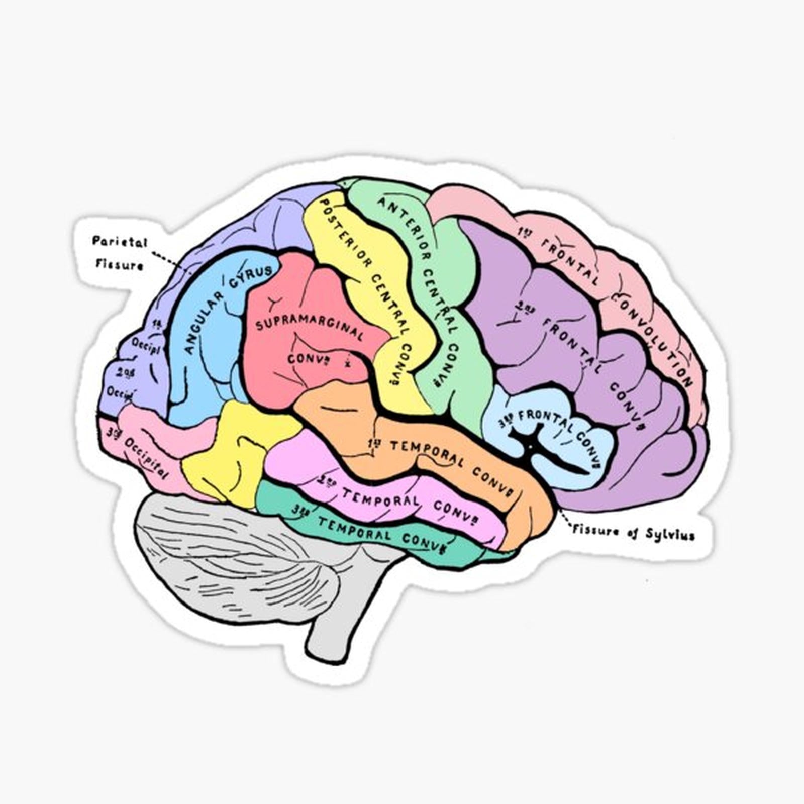 Labelled pastel brain anatomy sketch