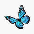 Light blue butterfly
