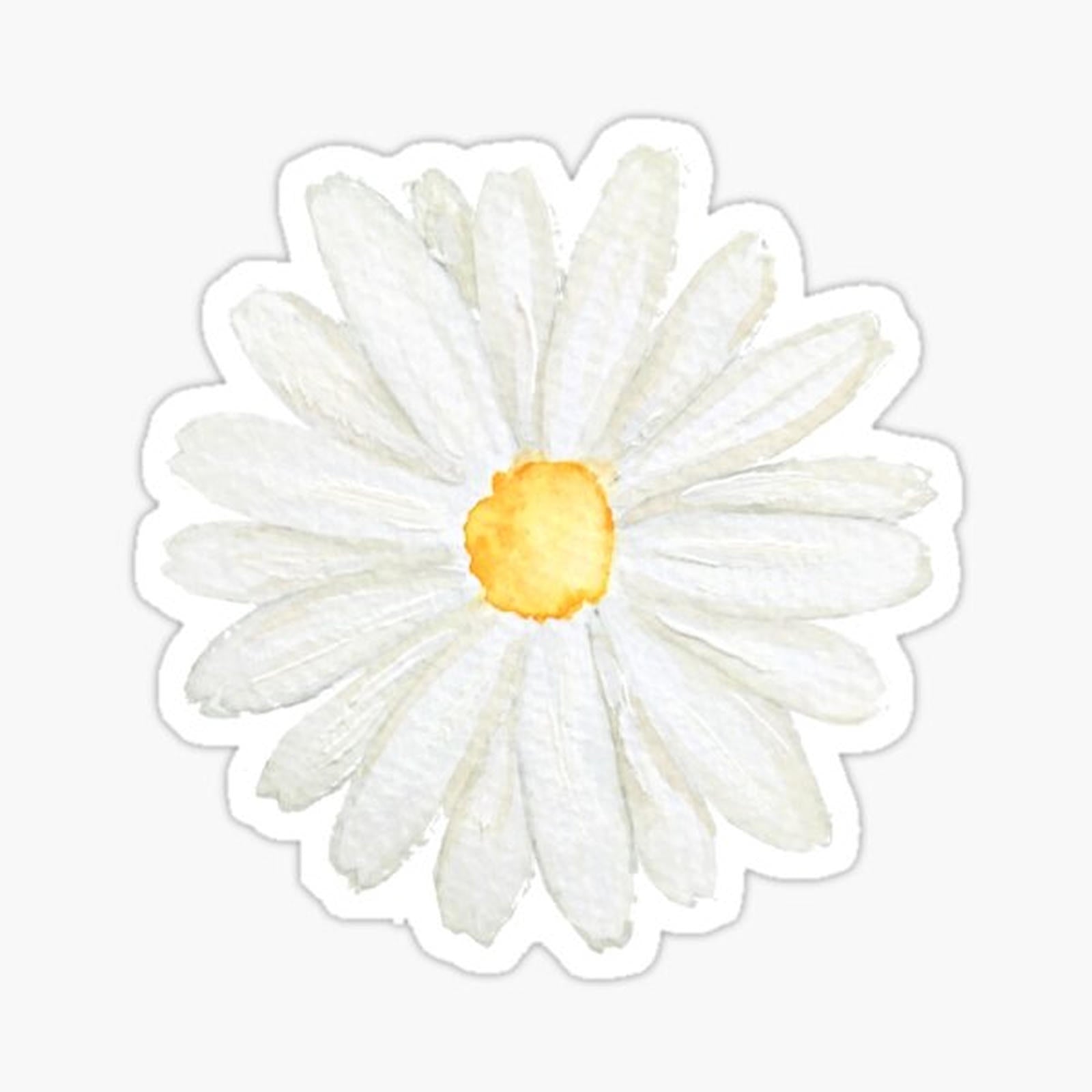 little white  daisy