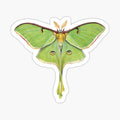 Luna Moth (Actias luna) II