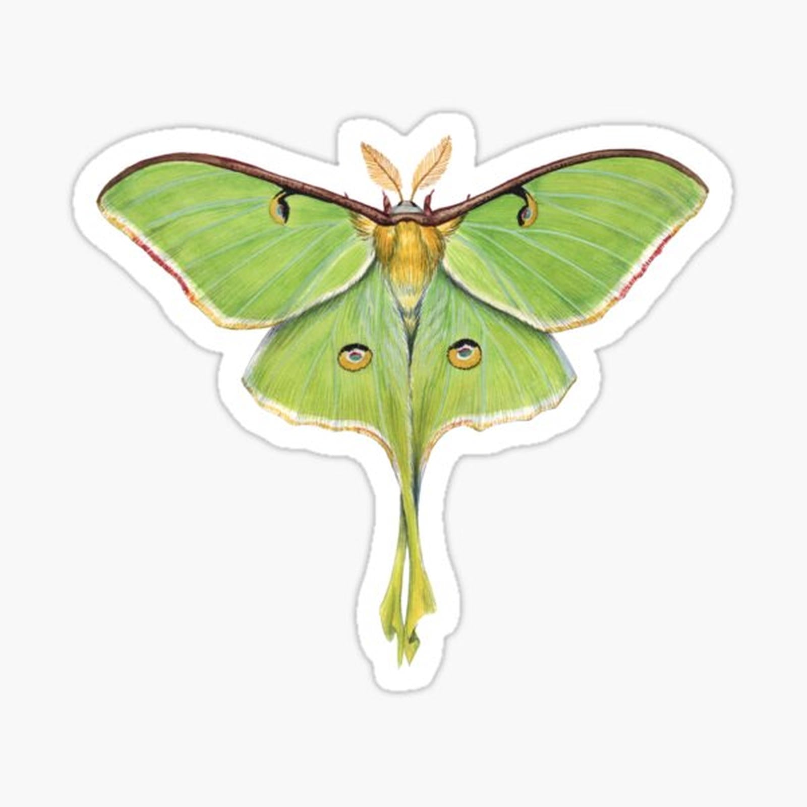 Luna Moth (Actias luna) II