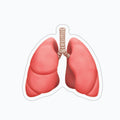 lungs
