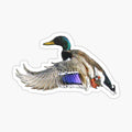 Mallard duck in flight