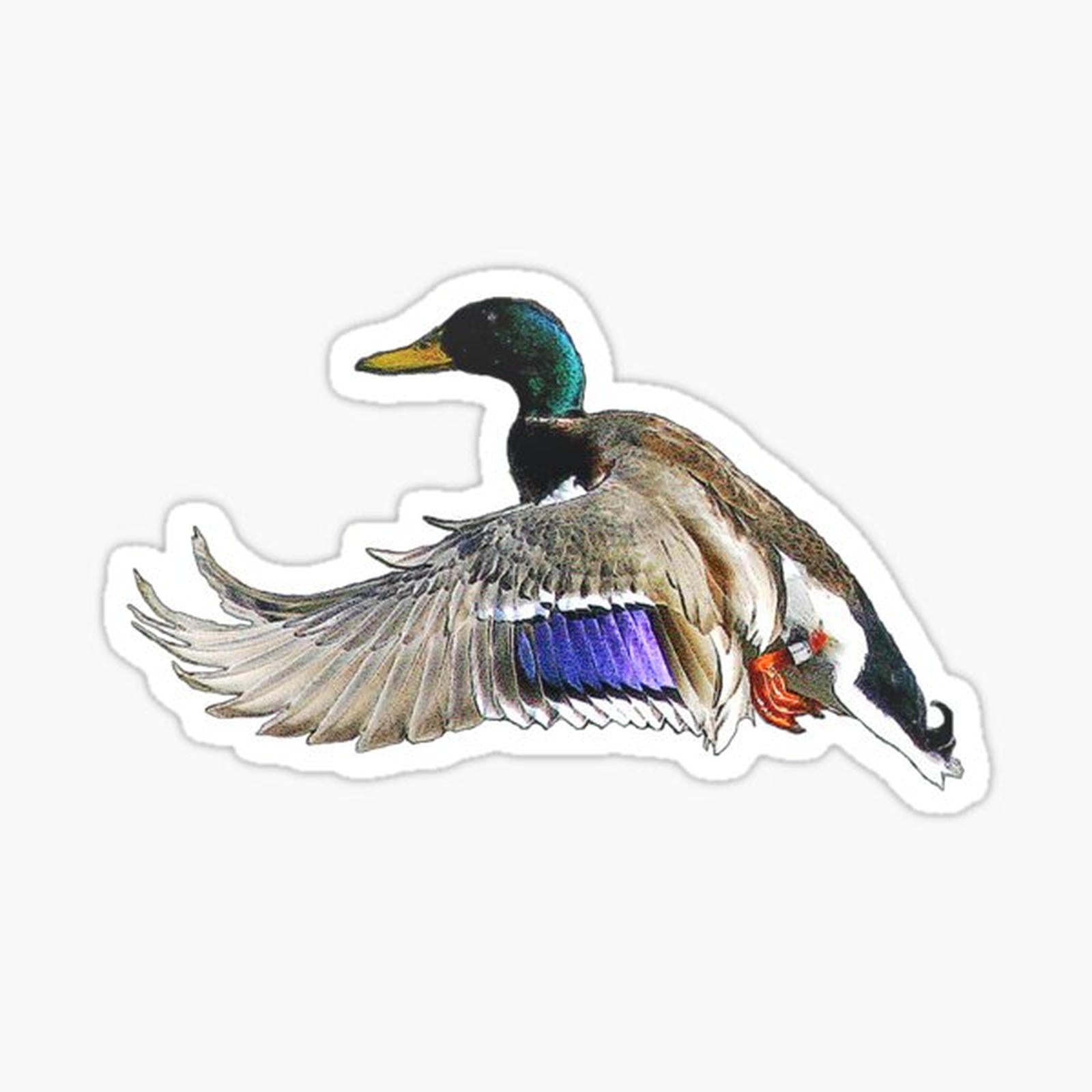 Mallard duck in flight