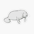 Manatee Mania