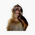 Monkey thinking