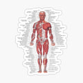 Muscular System of the Human Body