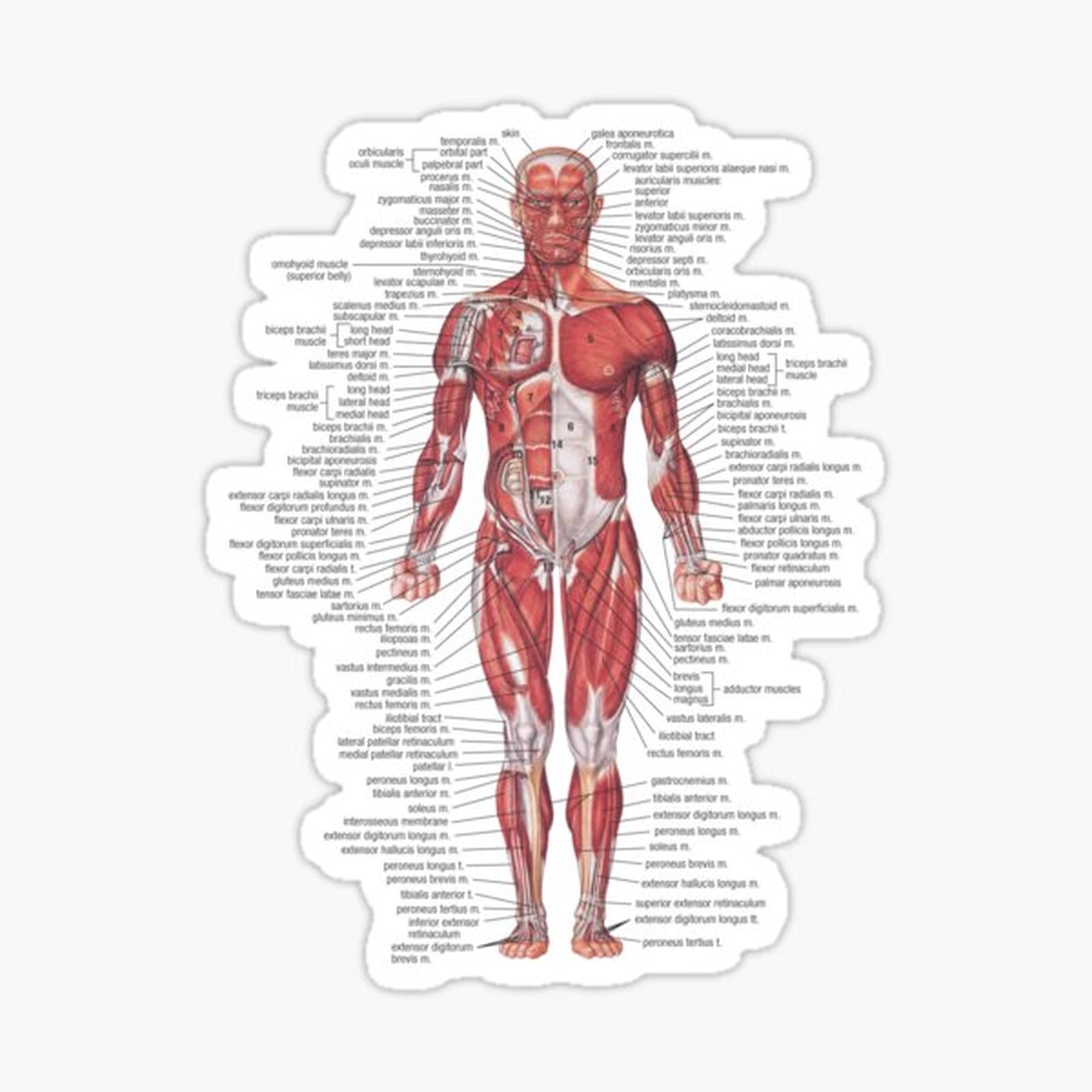 Muscular System of the Human Body