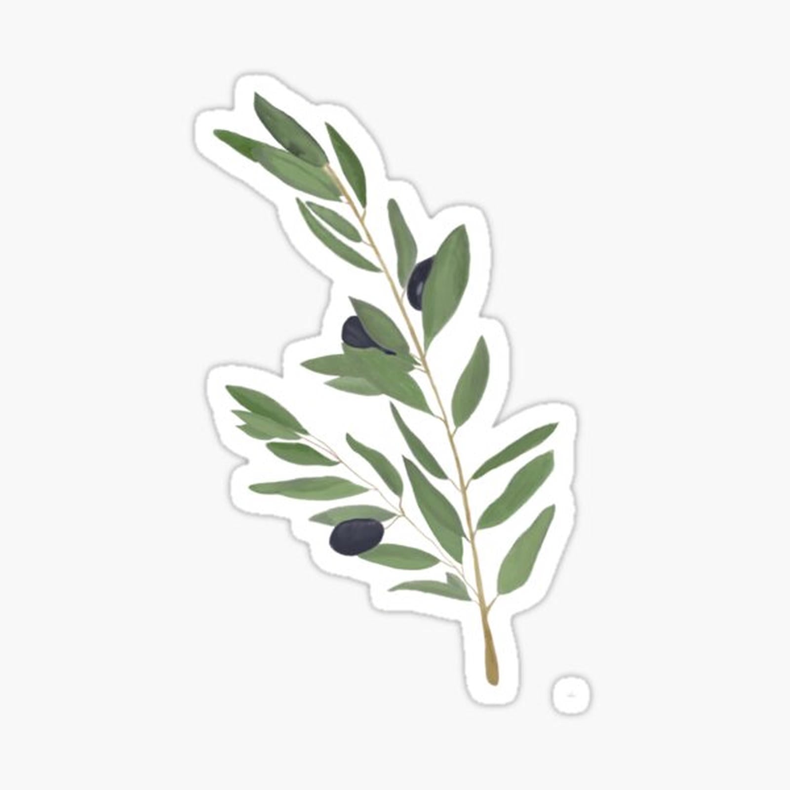 Olive Tree