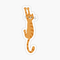 Orange Tabby Cat Hanging On _ Funny Striped Cat