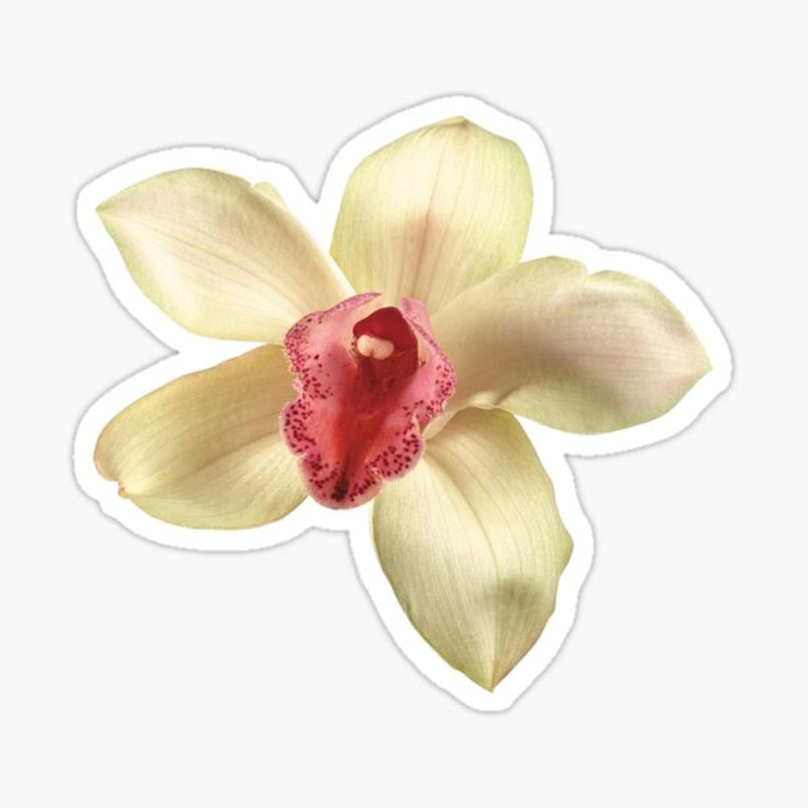 orchid, flower