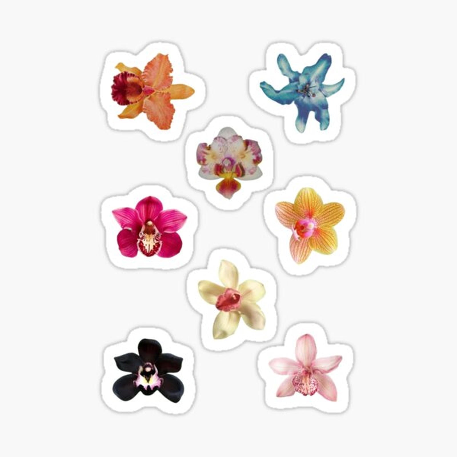 orchids flower
