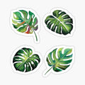 Palm Leaves