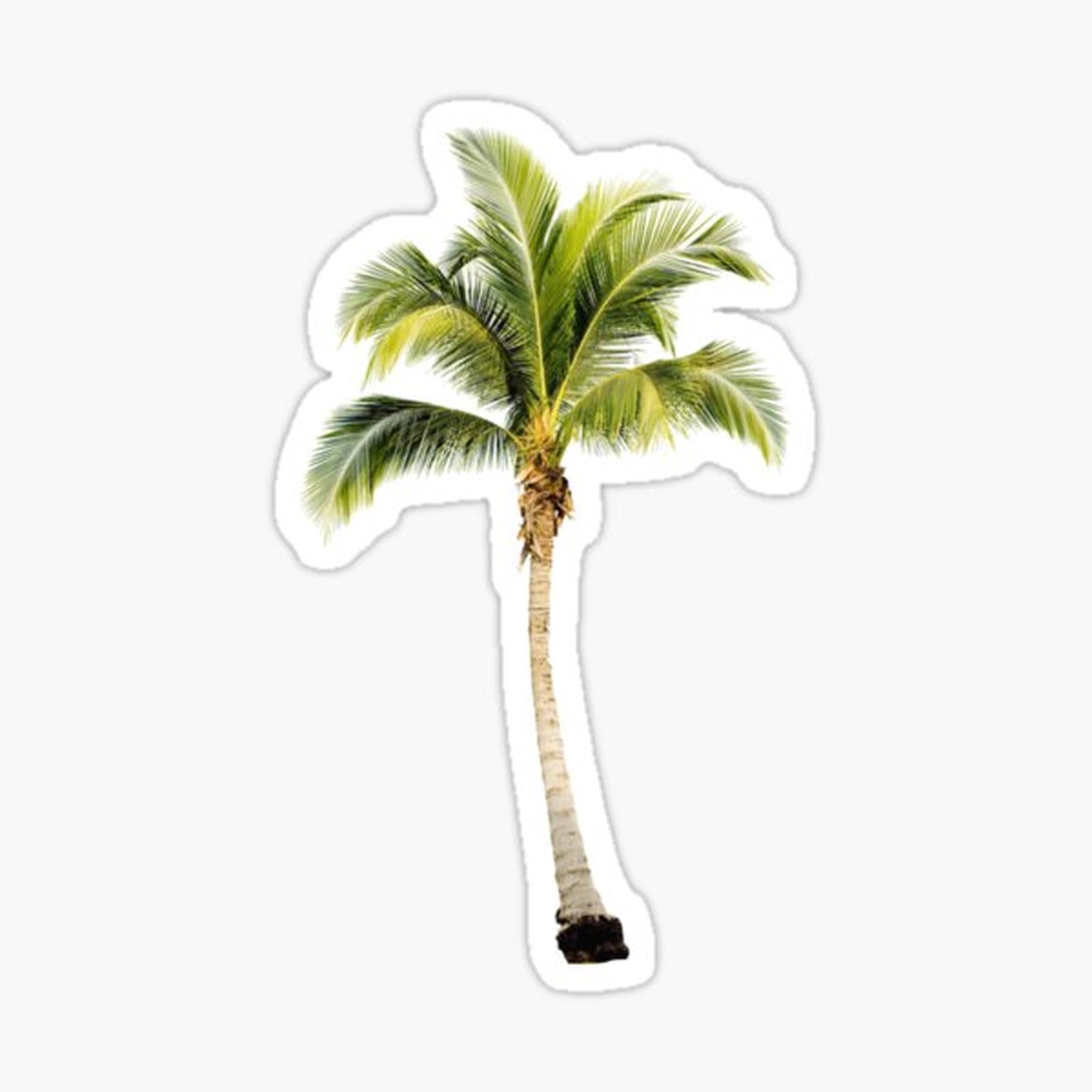 Palm Tree