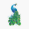 Peacock illustration