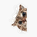 Peeking Cat