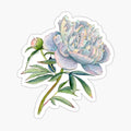 Peony in watercolor and ink by farrahdelle