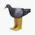 pigeon with boots