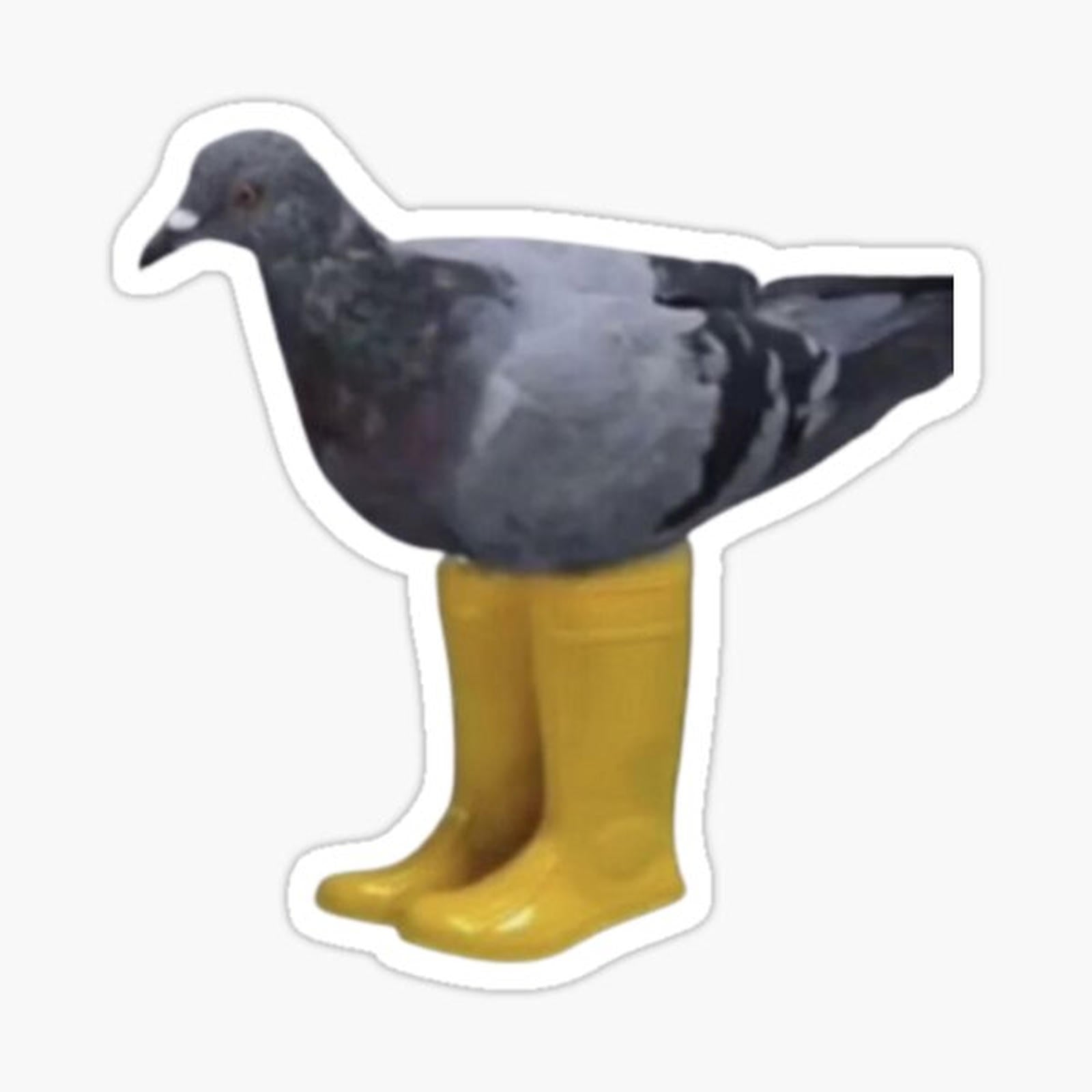 pigeon with boots