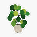 Pilea Peperomioides interor plant