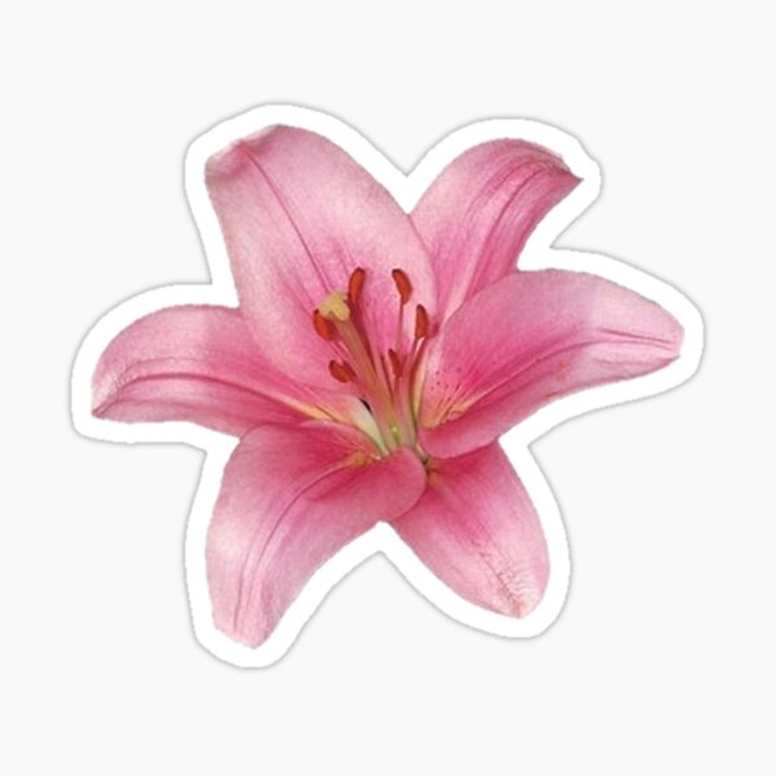 Pink flowers