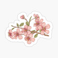 Pink sakura