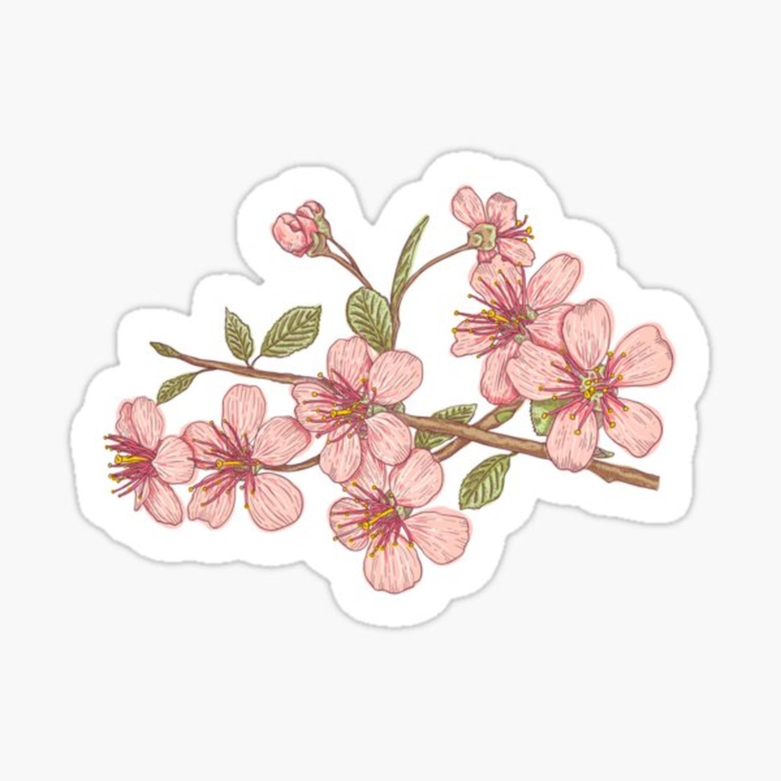 Pink sakura