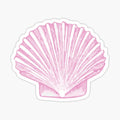 Pink Sea Scallop