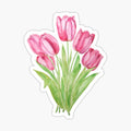 pink tulips flowers