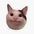 Polite Kitty