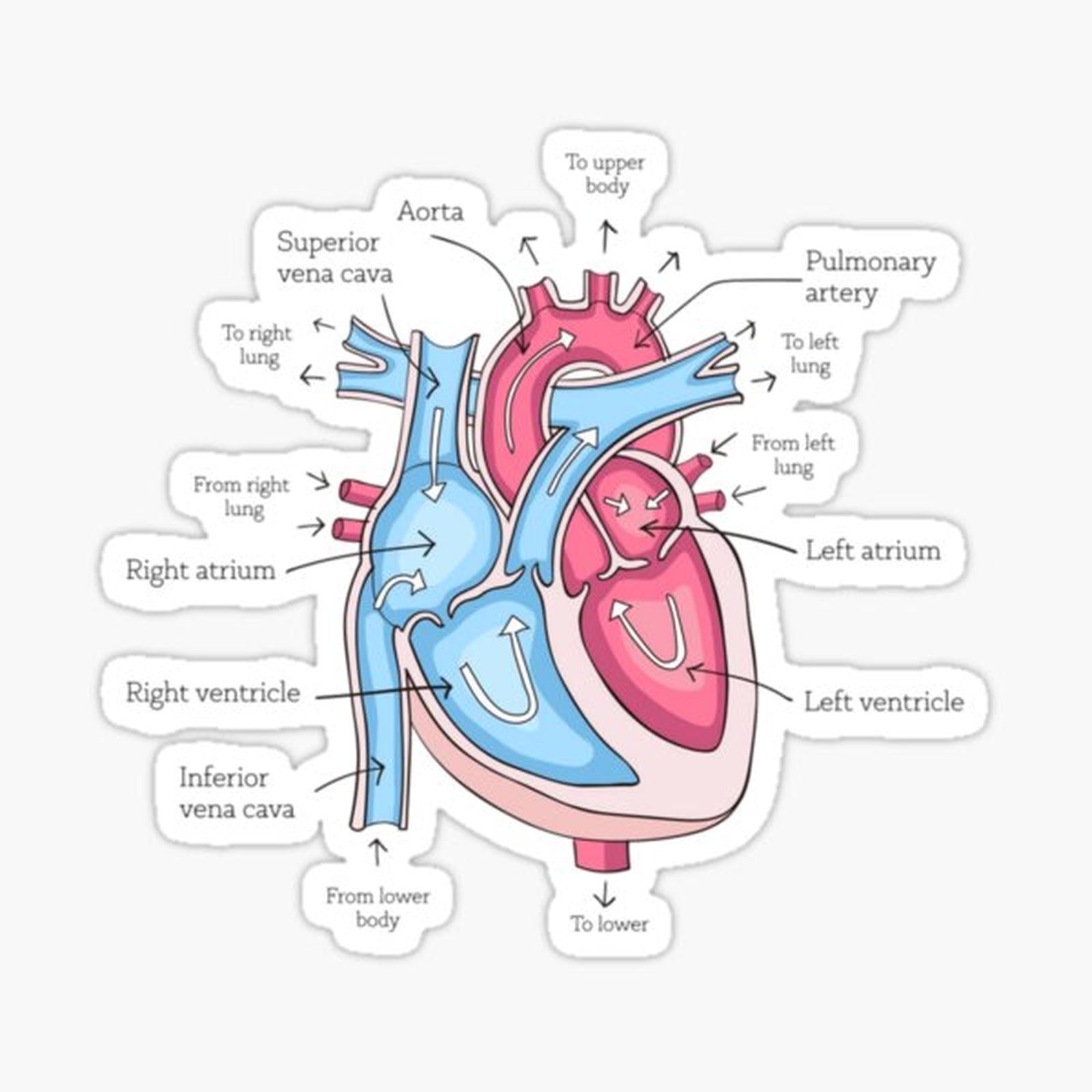 poster of human heart anatomy