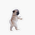 Pug Puppy