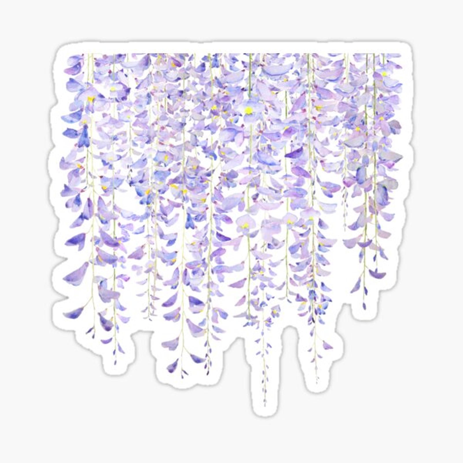 purple wisteria