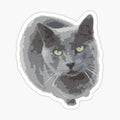 Russian Blue Cat